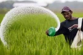 রোপণ পরবর্তী বোরো ধানের আন্তঃপরিচর্যা ও সার প্রয়োগ
