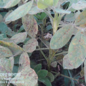 চীনাবাদামের পাতার মরিচা রোগ