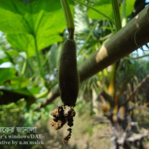 লাউয়ের ব্লোজম এন্ড রট রোগ