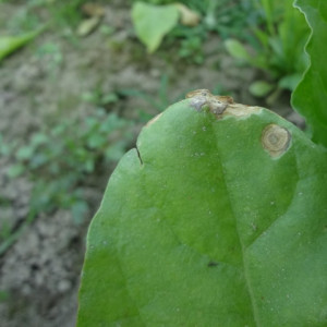 পালংশাকের পাতার দাগ রোগ