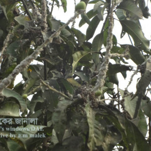 আমের জায়ান্ট মিলিবাগ