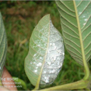 পেয়ারার সাদা মাছি পোকা