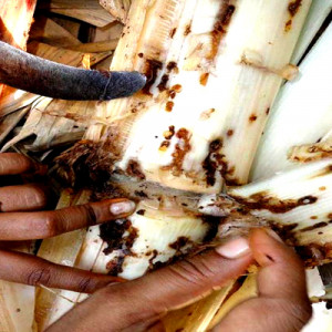 কলা গাছের কান্ডের উইভিল