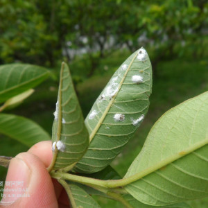 পেয়ারার স্কেল ইনসেক্ট বা খোসা পোকা