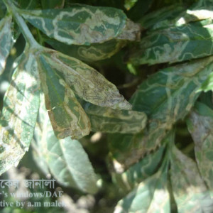 গাদার পাতা সুড়ঙ্গকারী পোকা