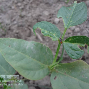 ফেলনের ফ্লি বিটল পোকা