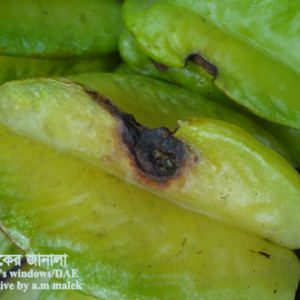 কামরাঙ্গার এনথ্রাকনোজ রোগ